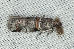 Acrobasis tricolorella