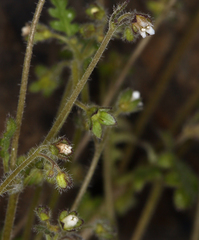 Eucrypta chrysanthemifolia bipinnatifida