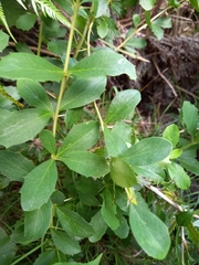 Berberis glaucocarpa
