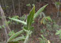 Hibiscus hirtus