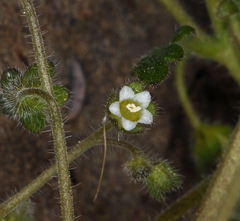 Eucrypta chrysanthemifolia bipinnatifida