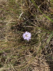 Pinguicula caerulea