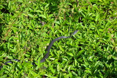 Coluber constrictor paludicola