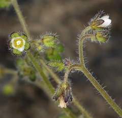 Eucrypta chrysanthemifolia bipinnatifida