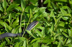 Coluber constrictor paludicola
