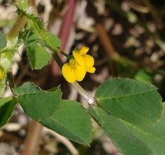 Medicago polymorpha