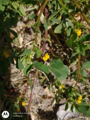 Medicago polymorpha