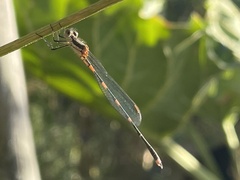 Austrolestes leda