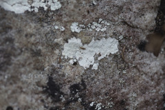 Phlyctis petraea