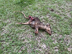 Philander opossum