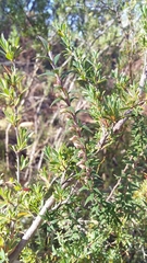 Epacris impressa