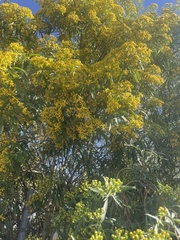 Barkleyanthus salicifolius
