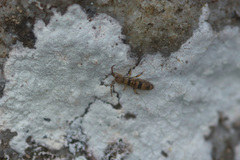 Phlyctis petraea