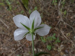 Hibiscus hirtus