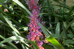 Portea petropolitana