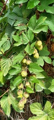 Humulus lupulus