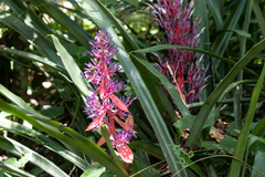 Portea petropolitana