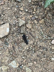 Euphydryas chalcedona