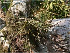 Tillandsia schiedeana