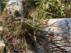 Tillandsia schiedeana