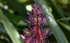 Portea petropolitana