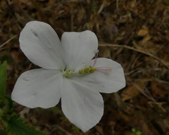 Hibiscus hirtus