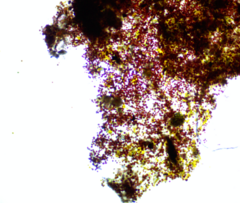Haematococcaceae