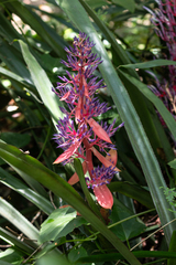 Portea petropolitana