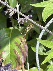 Hemicordulia australiae