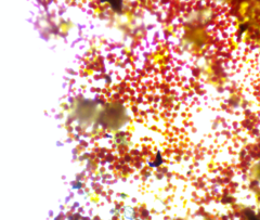 Haematococcaceae