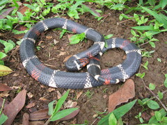 Micrurus surinamensis