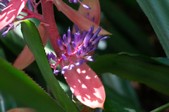 Portea petropolitana