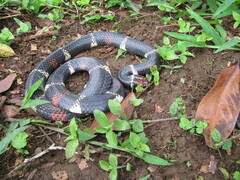 Micrurus surinamensis