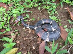 Micrurus surinamensis