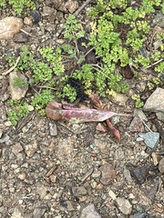 Euphydryas chalcedona