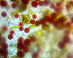 Haematococcaceae