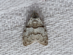 Nola pygmaeodes