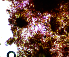 Haematococcaceae