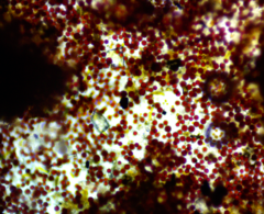 Haematococcaceae