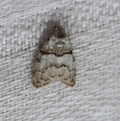 Nola pygmaeodes