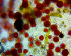 Haematococcaceae