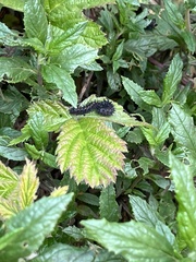 Euphydryas chalcedona