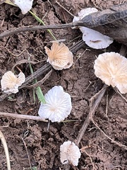Panellus mitis