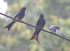 Dicrurus caerulescens