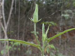 Hibiscus hirtus