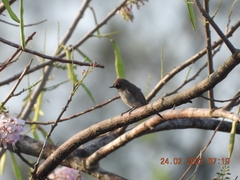 Muscicapa sibirica