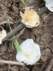Panellus mitis