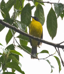 Rubigula melanicterus