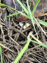 Panellus mitis