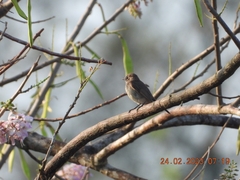 Muscicapa sibirica